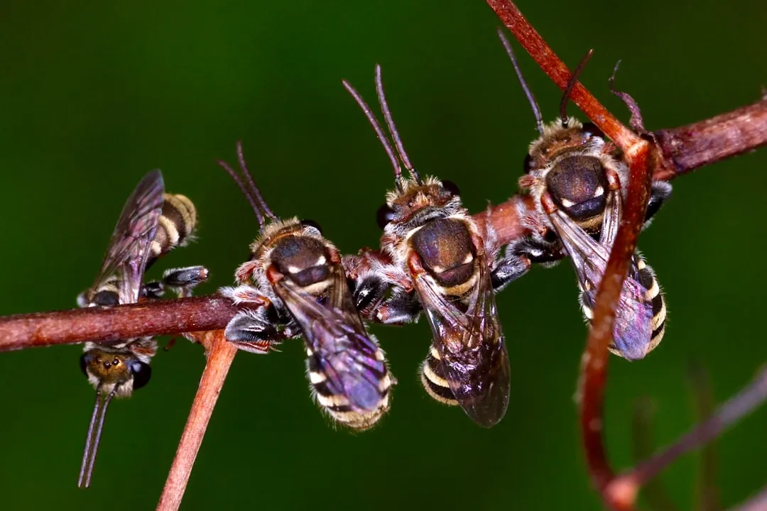 Caudill Pest Control Team